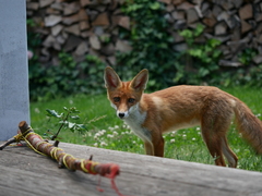 Vulpes vulpes