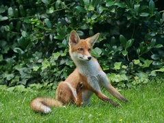 Vulpes vulpes