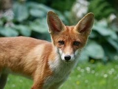 Vulpes vulpes
