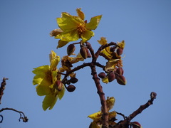 Cochlospermum religiosum