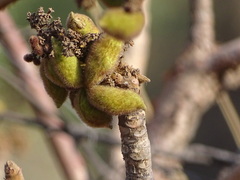 Sterculia urens