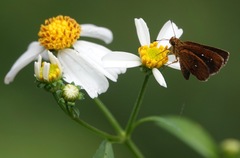 Iambrix salsala salsala