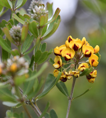 Gastrolobium bilobum