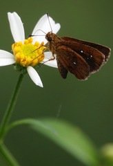 Iambrix salsala salsala