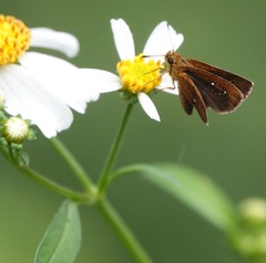 Iambrix salsala salsala