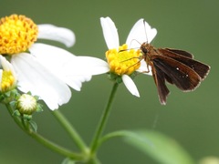 Iambrix salsala salsala