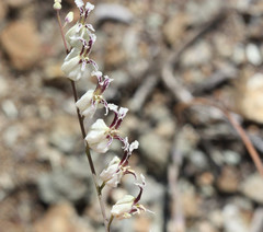 Streptanthus glandulosus secundus