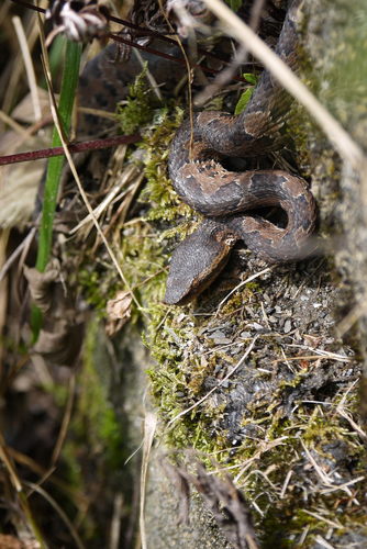 Photo of a Kikuchi Habu (Trimeresurus gracilis)
