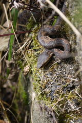 Trimeresurus gracilis