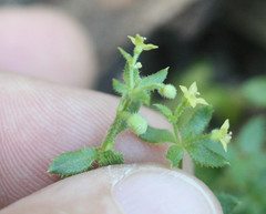 Galium californicum californicum