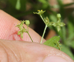 Galium porrigens porrigens