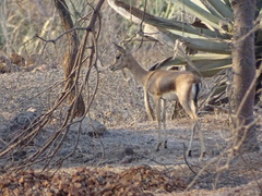 Gazella bennettii