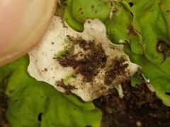 Lobaria adscripta