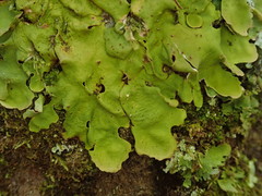 Lobaria adscripta