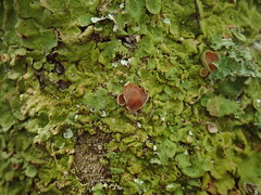 Lobaria adscripta