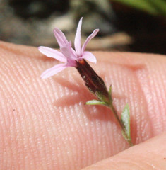 Lessingia micradenia micradenia