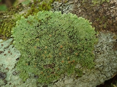 Pannaria pulverulacea