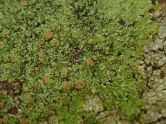 Pannaria pulverulacea