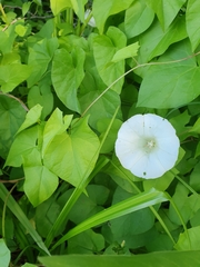 Calystegia sepium sepium