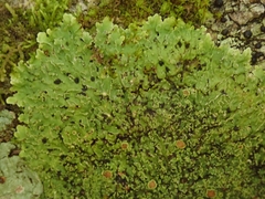 Pannaria pulverulacea