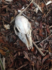 Odocoileus virginianus clavium