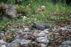 Trimeresurus gracilis