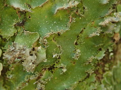 Pseudocyphellaria episticta