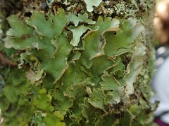 Pseudocyphellaria episticta