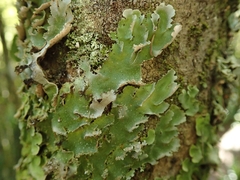 Pseudocyphellaria episticta