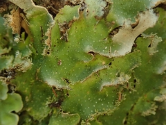 Pseudocyphellaria episticta