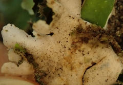 Pseudocyphellaria episticta