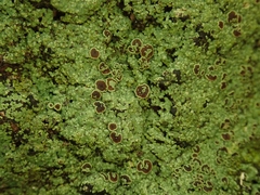 Pannaria implexa