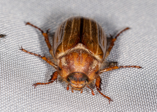 Summer Chafer