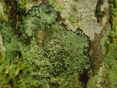Pannaria implexa