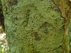 Pannaria implexa