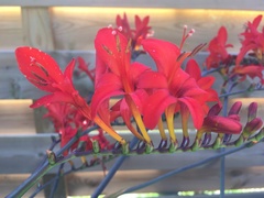 Hesperantha coccinea