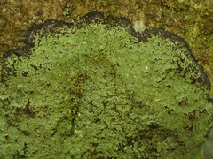 Pannaria implexa