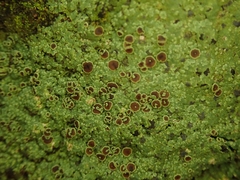 Pannaria implexa