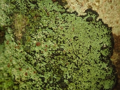 Pannaria implexa