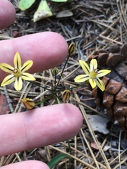 Triteleia ixioides anilina