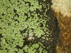 Pannaria implexa