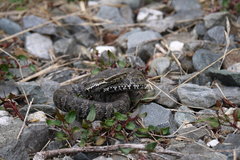 Trimeresurus gracilis