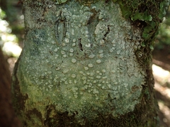 Pertusaria sorodes