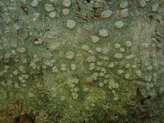 Pertusaria sorodes