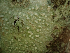 Pertusaria sorodes