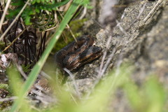 Trimeresurus gracilis