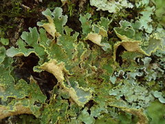 Crocodia rubella