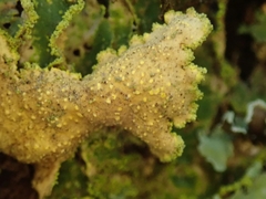 Crocodia rubella