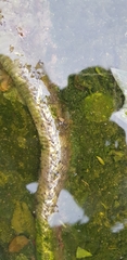 Elaphe schrenckii