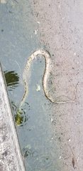 Elaphe schrenckii